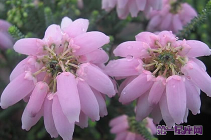 歐石南花語：和睦、氣度