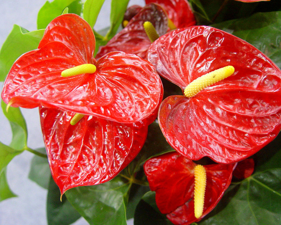 紅掌花