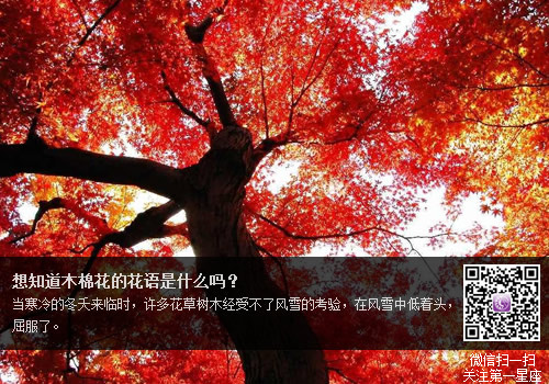 想知道木棉花的花語是什么嗎？