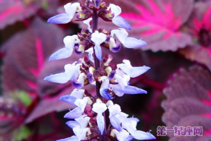 洋紫蘇的花語：絕望的戀情