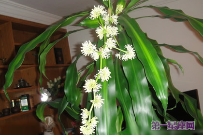 巴西木花語：堅貞不屈，堅定不移