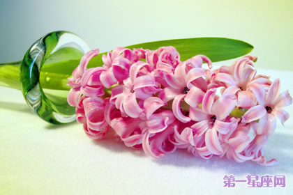 11月12日花語：風信子，生日花語道德