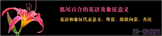 狐尾百合的花語及象征意義