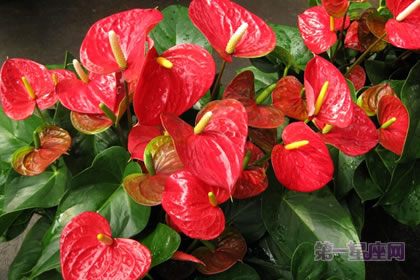 1月5日生日花：熊掌花，生日花語繁榮