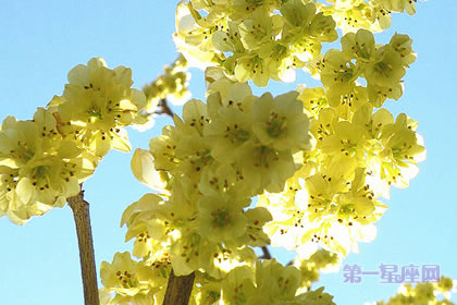 1月4日生日花：榛圣，生日花語和解