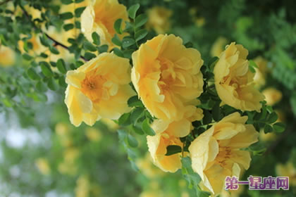 花語大全：黃刺玫的花語是什么？