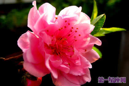 花語大全：碧桃花的花語是什么？