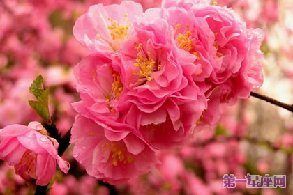 花語大全：榆葉梅的花語及象征意義