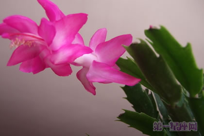 蟹爪蘭的花語：鴻運當頭、運轉乾坤