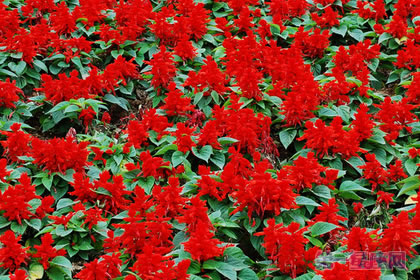 一串紅的花語是什么？