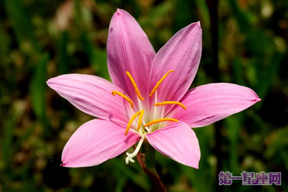 花語大全：什么花的花語是堅強？