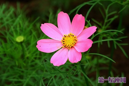 花語大全：什么花的花語是堅強？