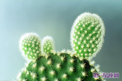 花語大全：什么花的花語是堅強？