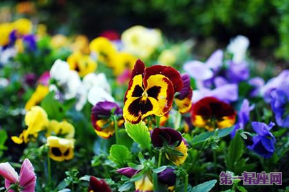 什么花的花語是思念？
