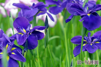 什么花的花語是思念？