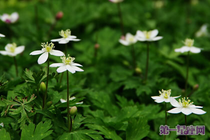 什么花的花語是思念？