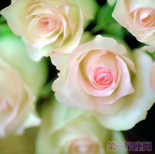 香檳玫瑰的花語是什么？