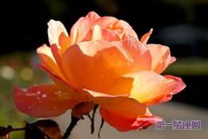 6月8日花語：二便士草，生日花語富裕