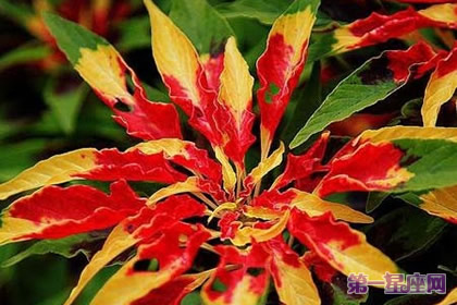 花語傳說：雁來紅的花語是什么？
