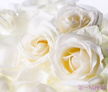 白玫瑰花語：16朵白玫瑰代表什么意思？