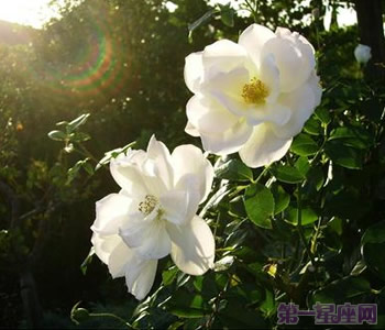白玫瑰花語：33朵白玫瑰代表什么意思？