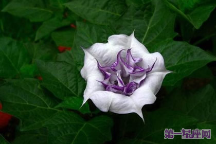 曼陀羅花花語是什么及代表意義