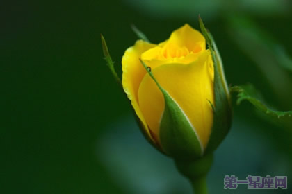 黃玫瑰花語大全