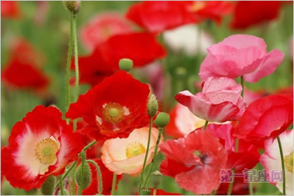 5月17日花語：角罌粟花，生日花語自然