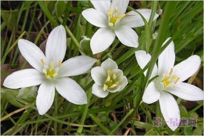 5月16日花語(yǔ)：大山慈菇，生日花語(yǔ)敏銳