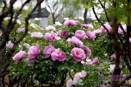 中國十大名花排行榜