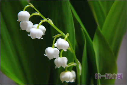 5月8日花語：德國鈴蘭，生日花語純白