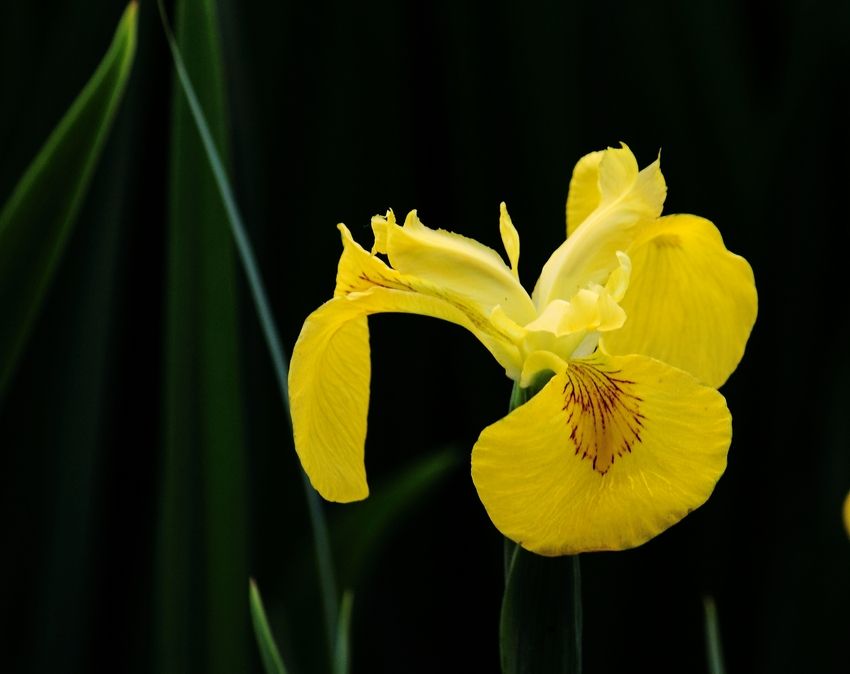 鳶尾花