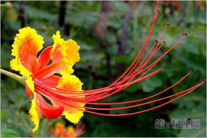 5月7日花語：亞洲金鳳花，生日花語慈善