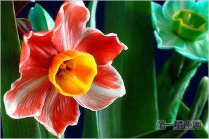 4月27日花語：紅邊水仙，生日花語藝術
