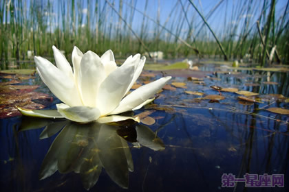 睡蓮花語：出淤泥而不染