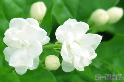 茉莉花花語：忠貞的守護(hù)者
