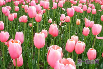 郁金香花語