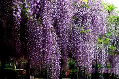 紫藤蘿花語