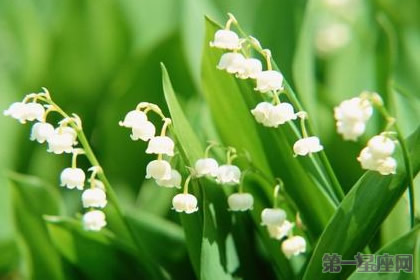 鈴蘭花花語：當(dāng)幸福來敲門