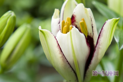 百合花語