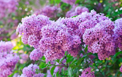 丁香花