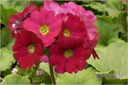 2月11生日花：紅櫻草，生日花語悲哀