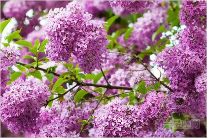2月10生日花：丁香花，生日花語光輝