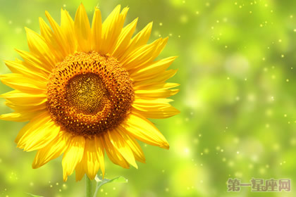 太陽(yáng)花花語(yǔ)是什么