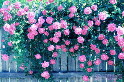 不同種類的薔薇花語知多少？