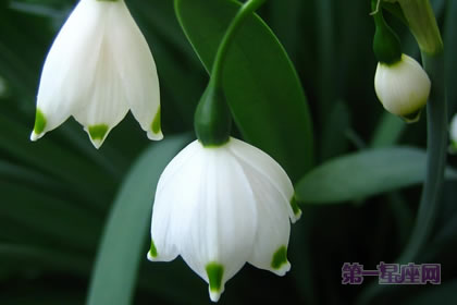 2月2生日花：雪花蓮，生日花語歡喜