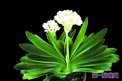 花語大全：君子蘭花語是什么？