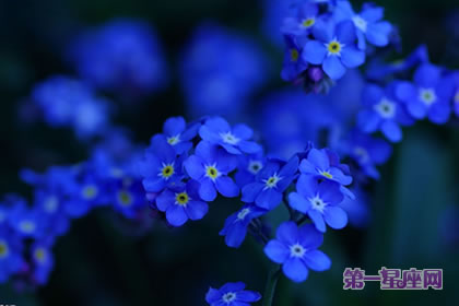 藍色勿忘我花語是什么？