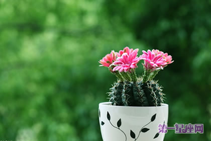花語大全：仙人球花語你知多少
