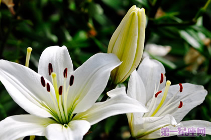 花語大全：各種花語大全帶圖片